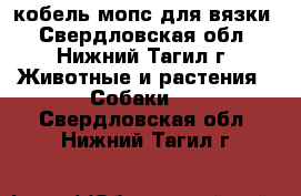 кобель мопс для вязки - Свердловская обл., Нижний Тагил г. Животные и растения » Собаки   . Свердловская обл.,Нижний Тагил г.